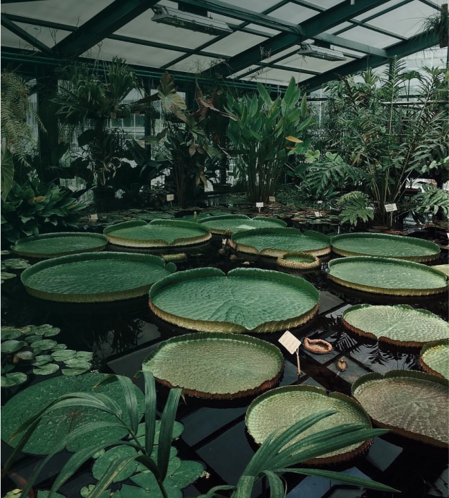 Аптекарский огород