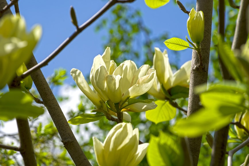 аптекарский огород