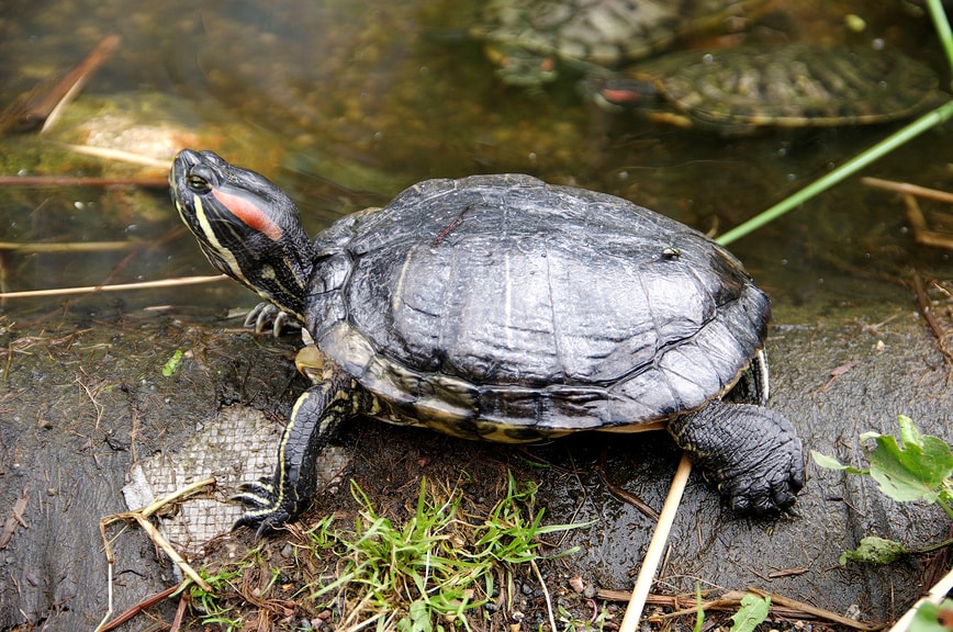 аптекарский огород