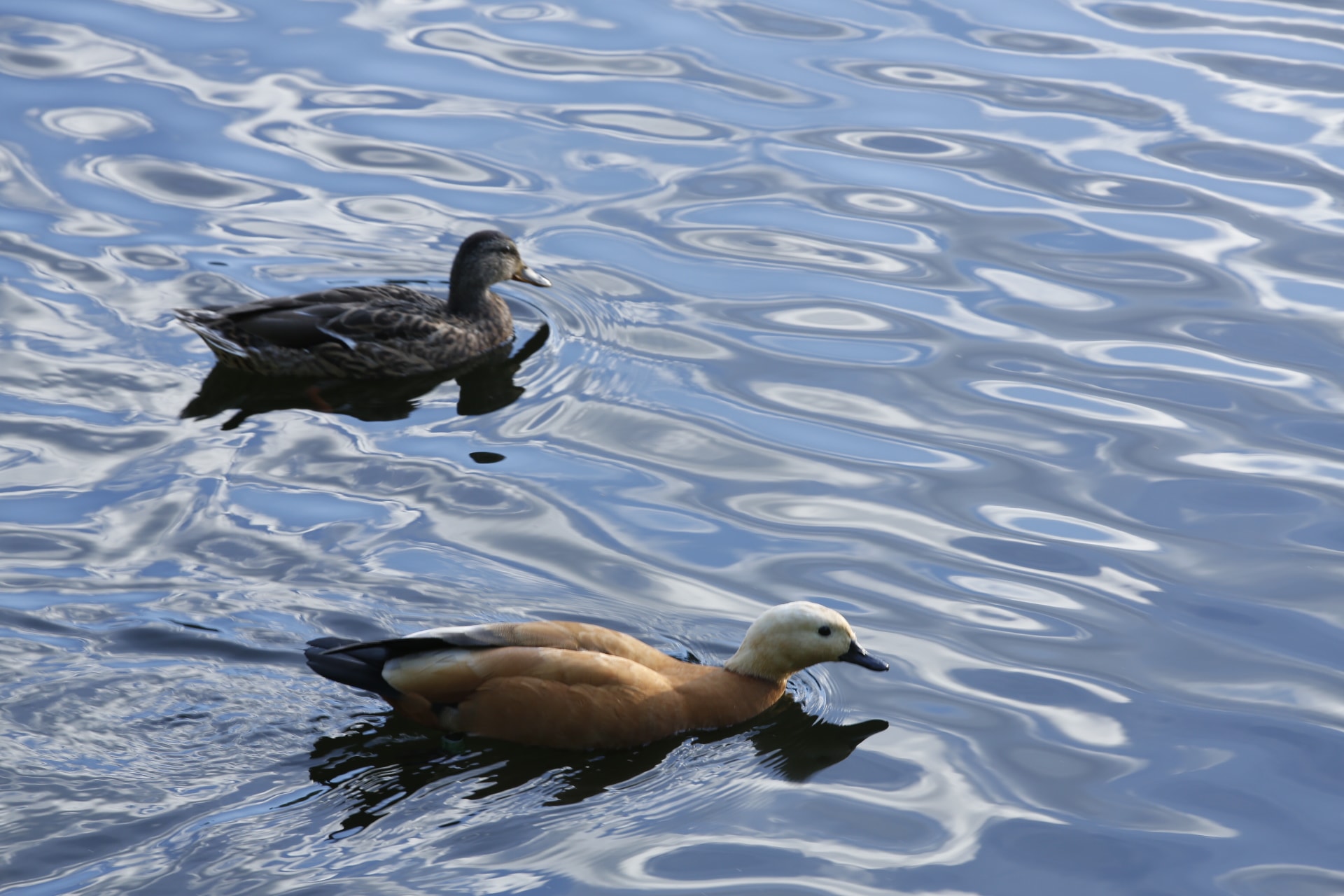 аптекарский огород